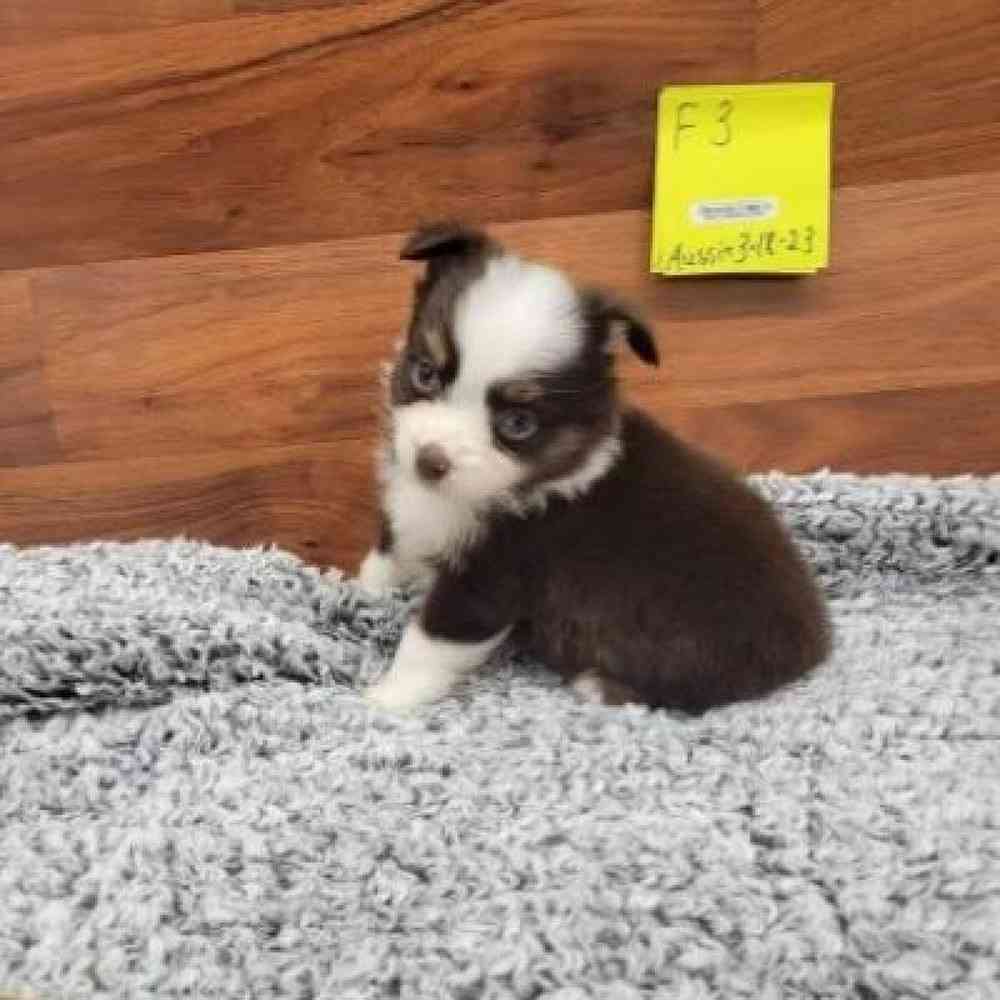 Female Pembroke Welsh Corgi Puppy for Sale in Virginia Beach, VA