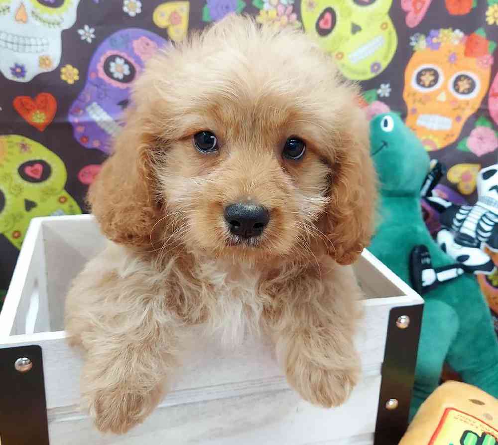 Male Cavapoo Puppy for sale