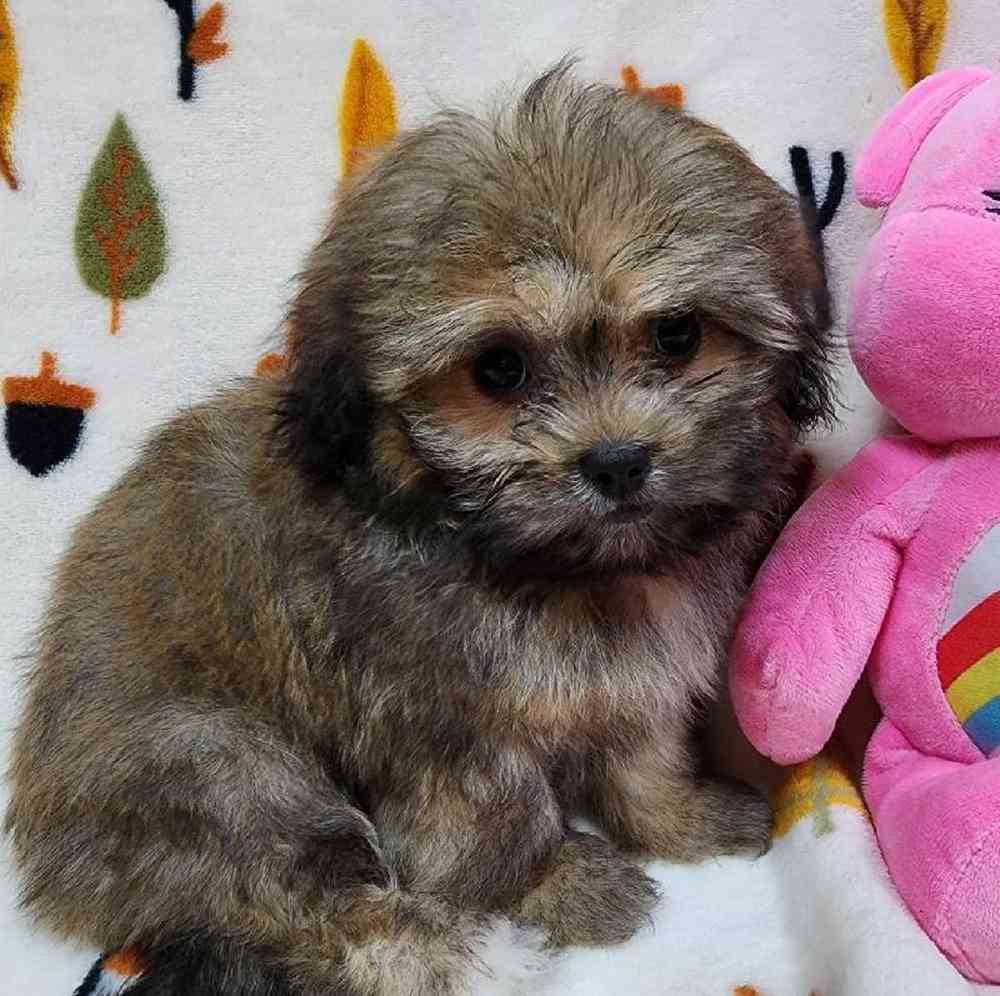 Female Peke-a-poo Puppy for sale