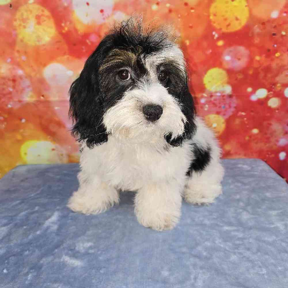 Female Cockapoo Puppy for Sale in Virginia Beach, VA