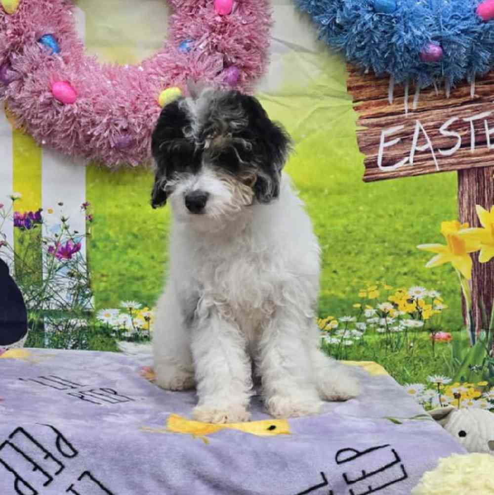 Male Mini Bernadoodle Puppy for Sale in Virginia Beach, VA