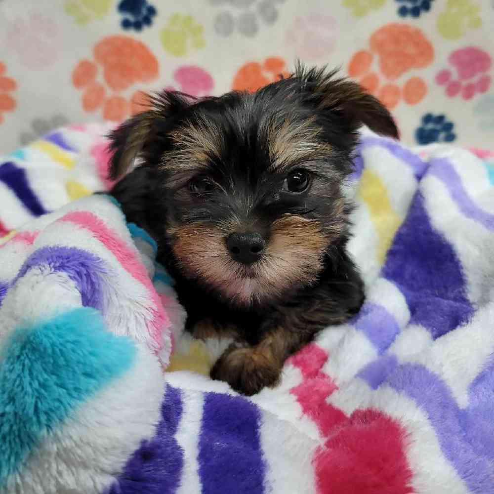 Male Morkie Puppy for Sale in Virginia Beach, VA