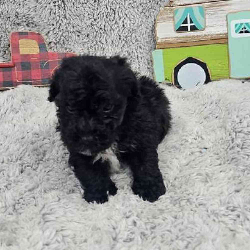 Male Bichonpoo Puppy for Sale in Virginia Beach, VA