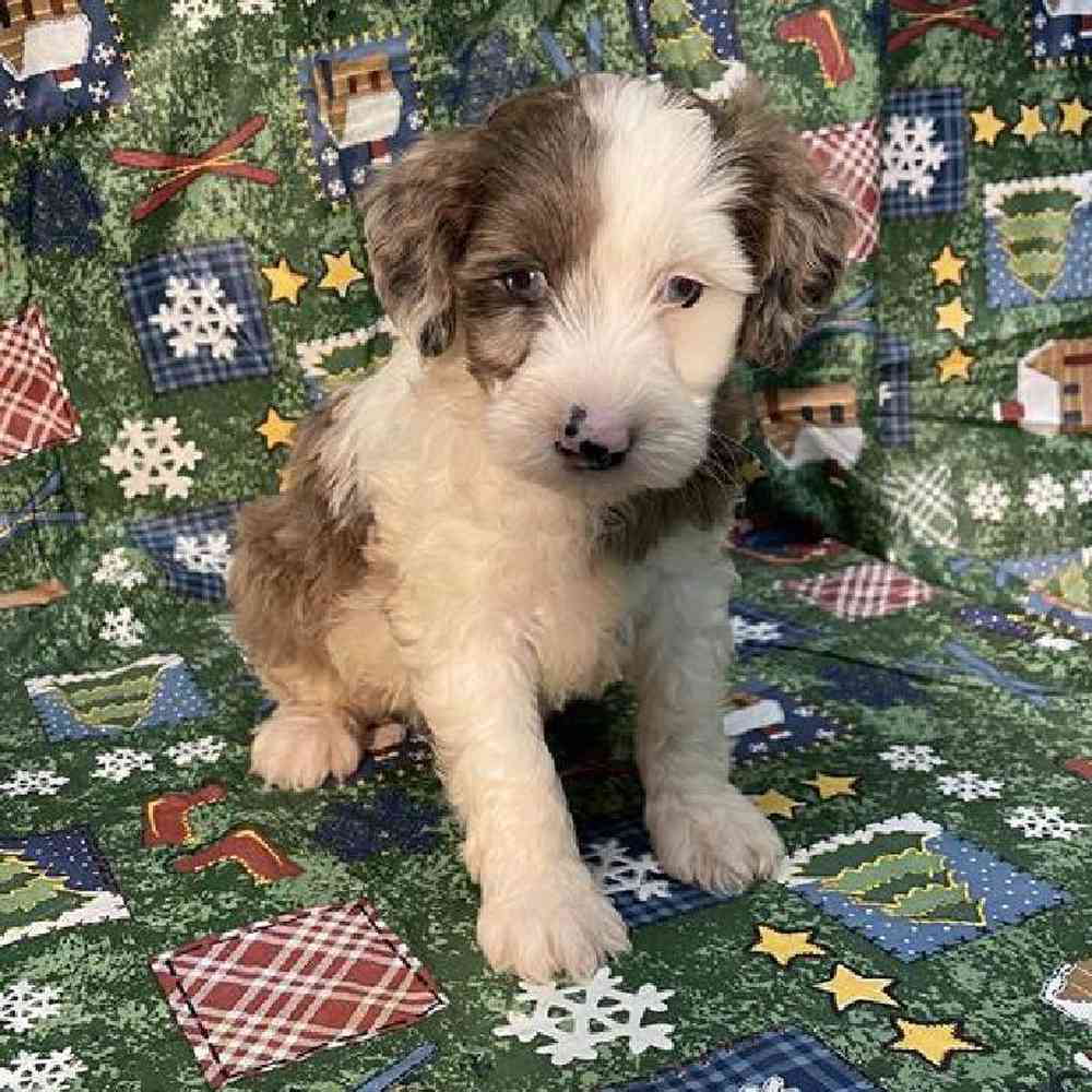 Female Mini Goldendoodle Puppy for Sale in Virginia Beach, VA