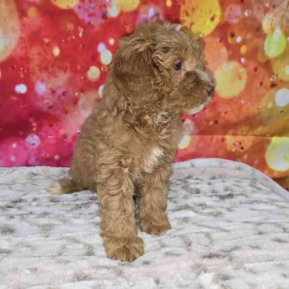 Male Mini Goldendoodle Puppy for Sale in Virginia Beach, VA