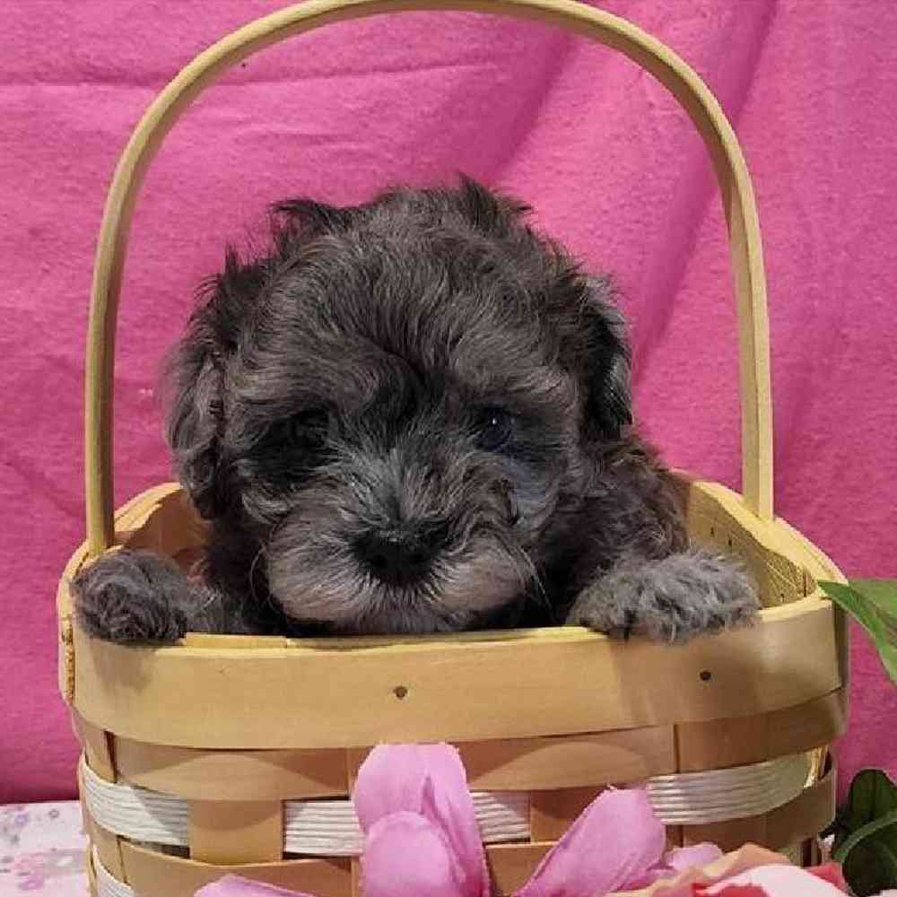 Female Maltipoo Puppy for sale