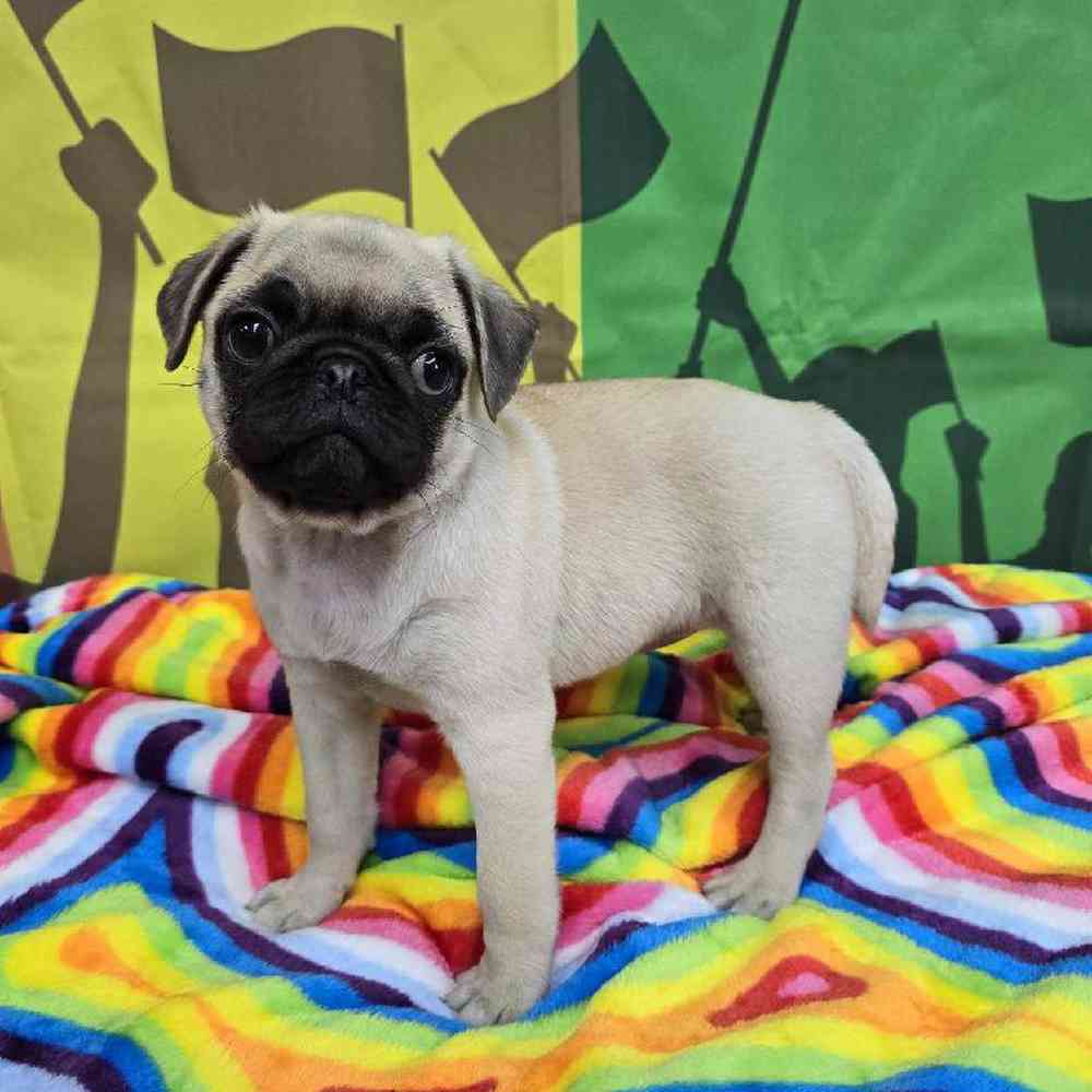 Female Pug Puppy for Sale in Virginia Beach, VA