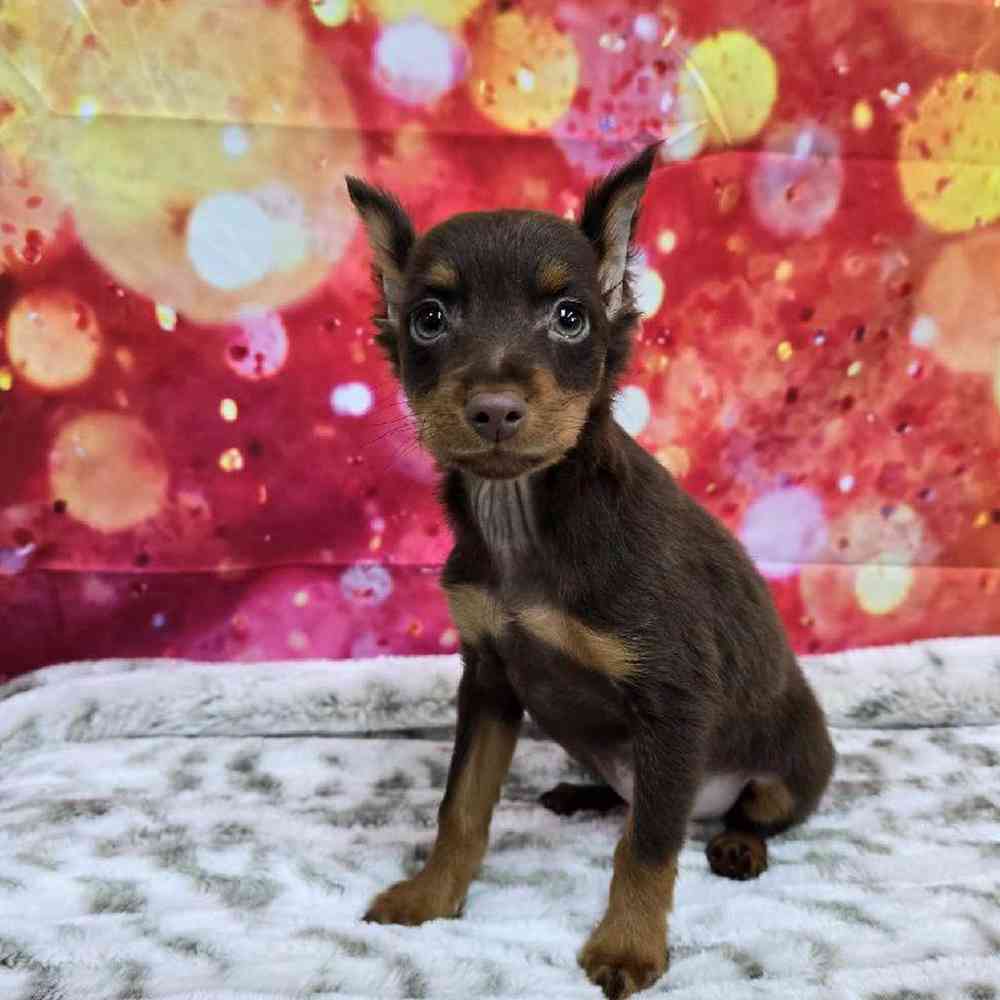 Male Min Pin Puppy for Sale in Virginia Beach, VA