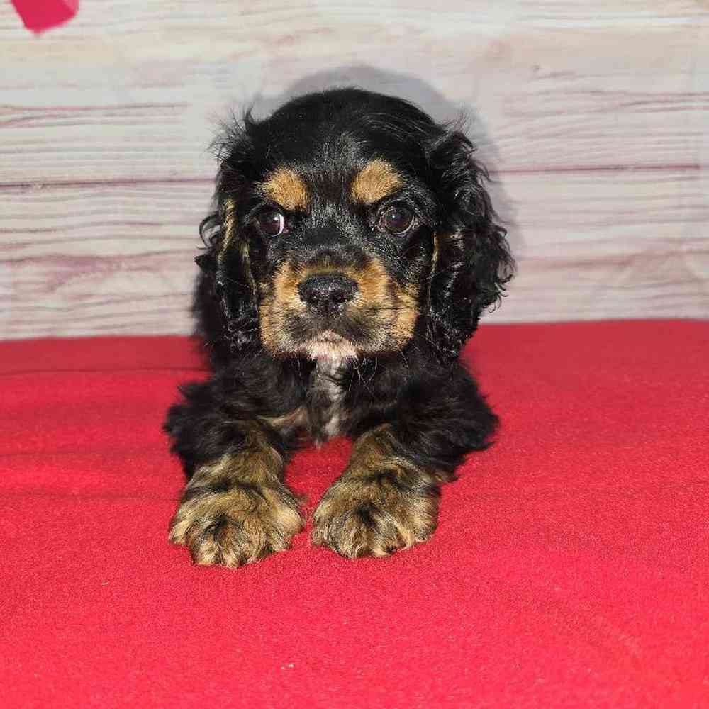 Male Cocker Spaniel Puppy for Sale in Virginia Beach, VA