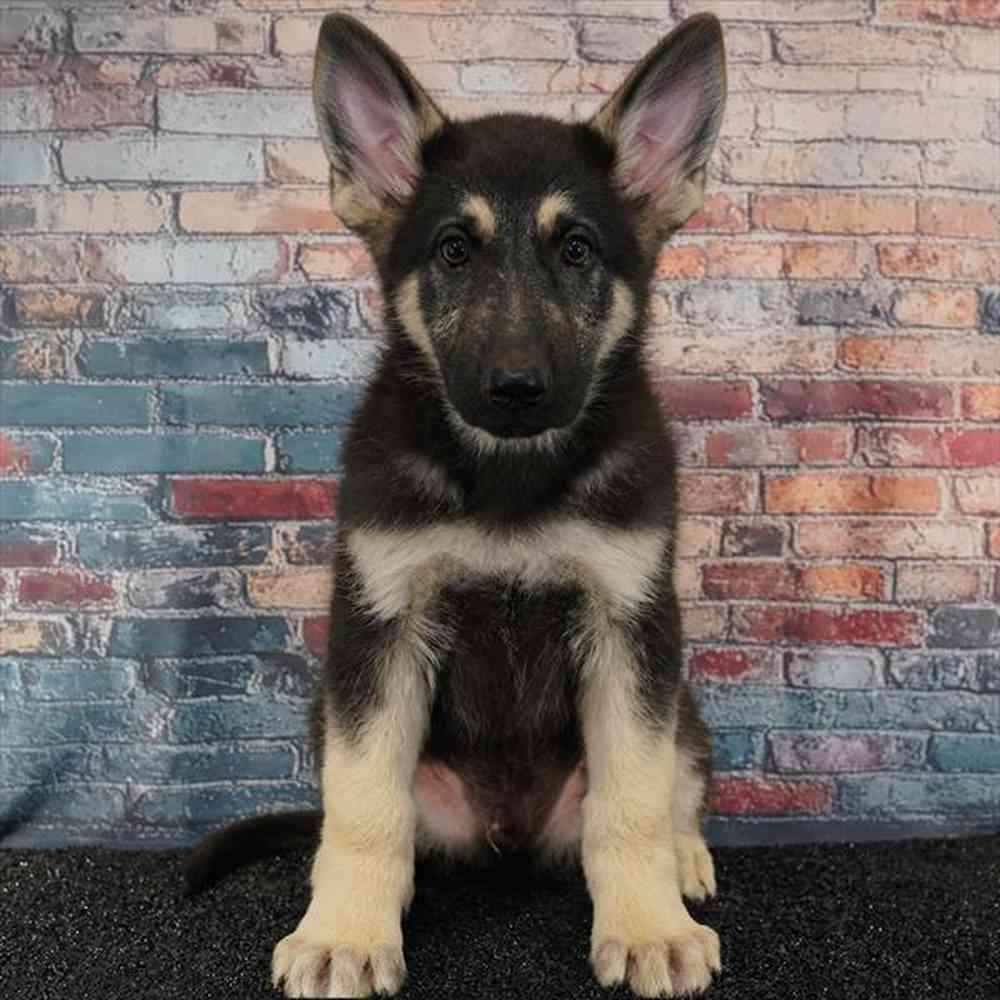 Image of a pet breed in the gallery