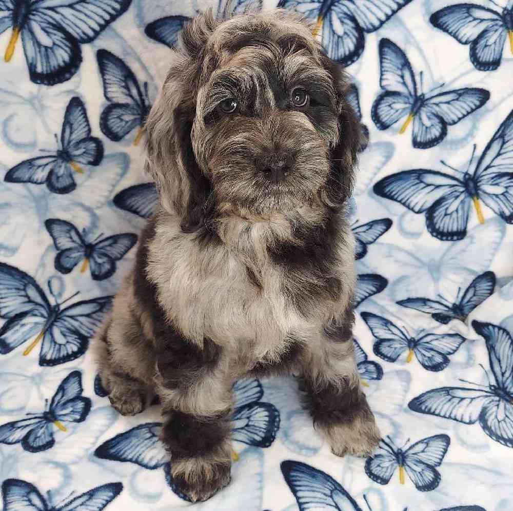 Male Cockapoo Puppy for sale