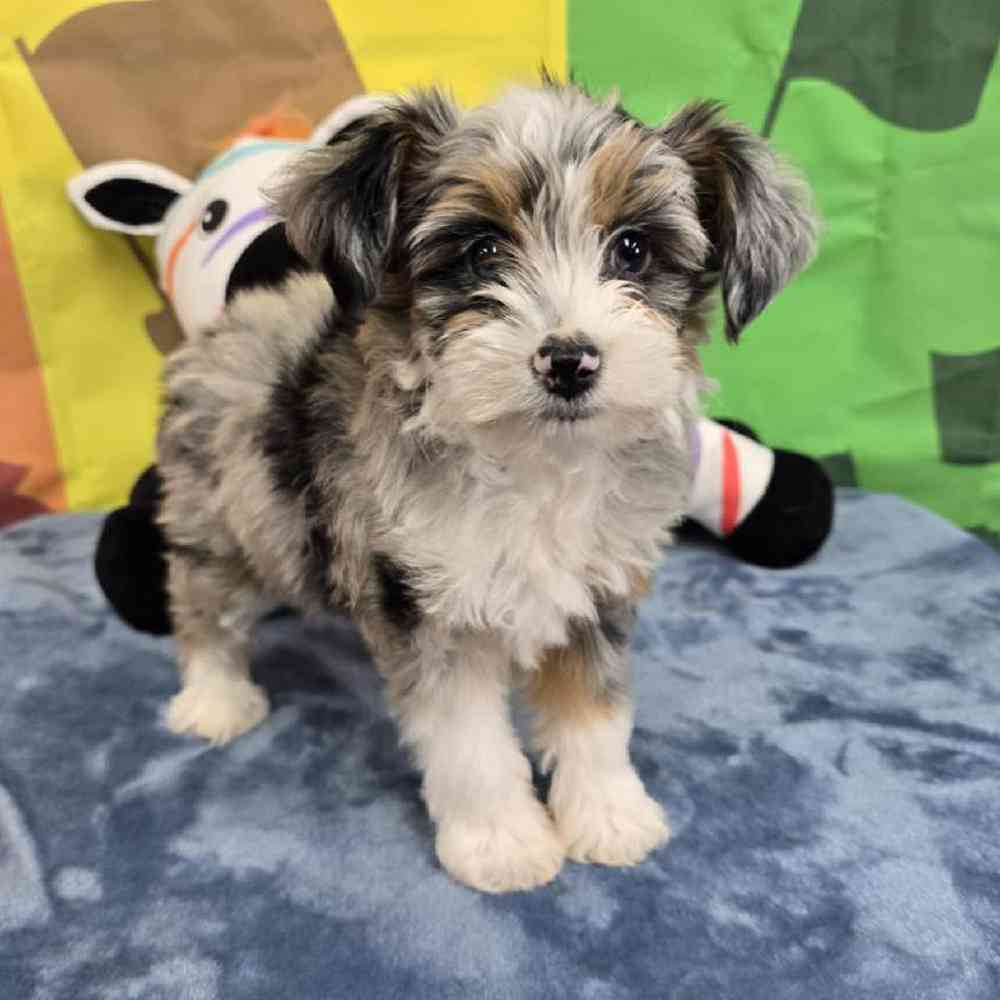 Female Mini Aussie Puppy for Sale in Virginia Beach, VA