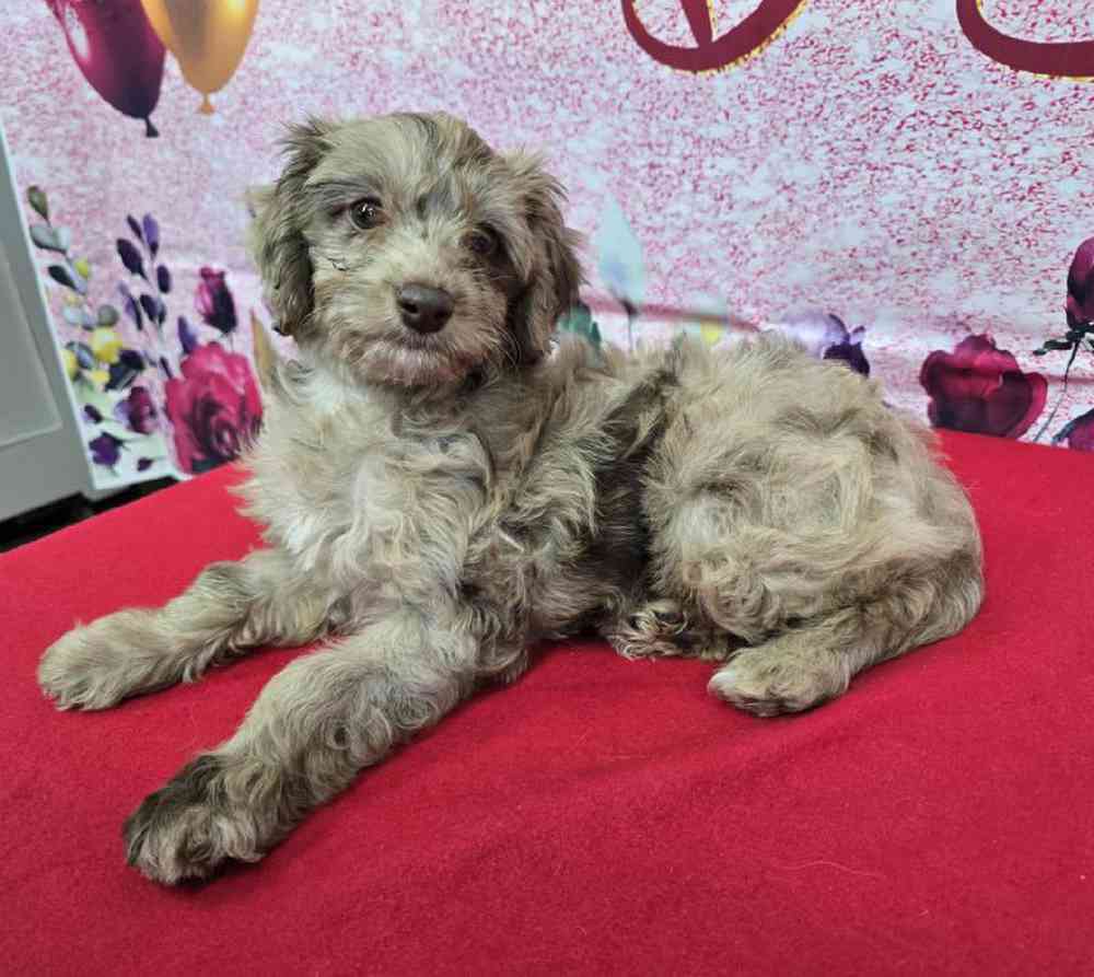 Female Havapoo Puppy for Sale in Virginia Beach, VA