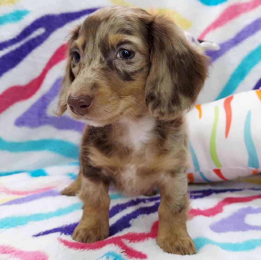 Male Dachshund Puppy for sale