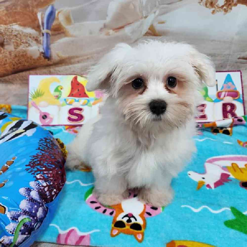 Male Maltese Puppy for Sale in Virginia Beach, VA