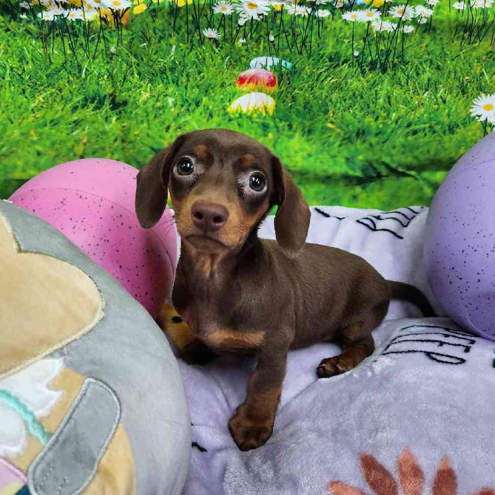 Male Dachshund Puppy for Sale in Virginia Beach, VA