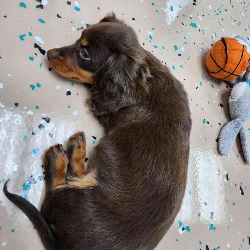 Female Dachshund Puppy for Sale in Virginia Beach, VA