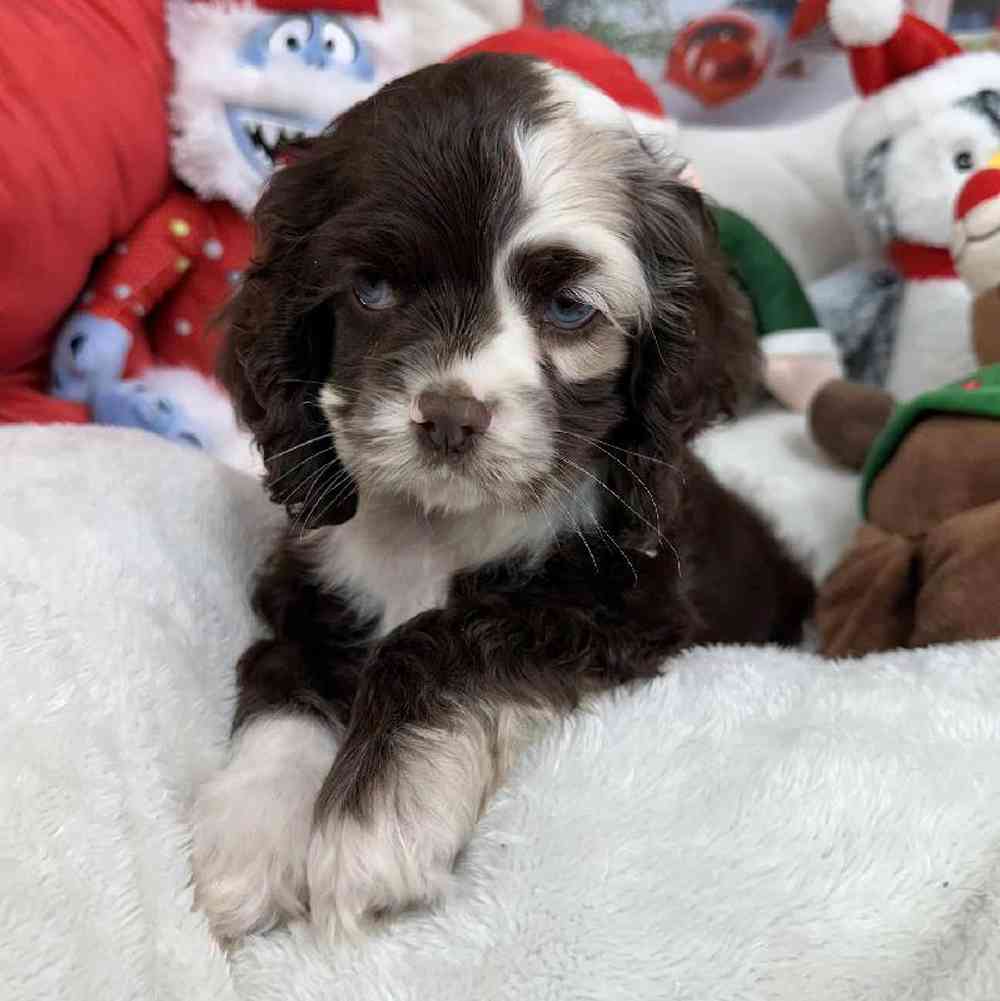 Female Cocker Spaniel Puppy for Sale in Virginia Beach, VA