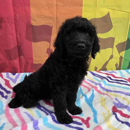 Goldendoodle