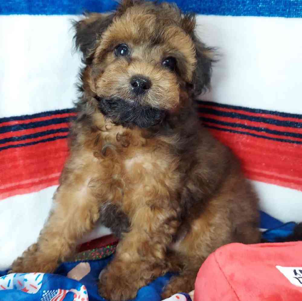 Male Maltipoo Puppy for sale