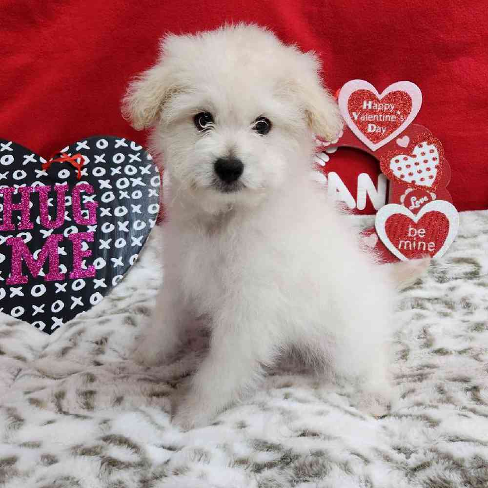 Male Pompoo Puppy for Sale in Virginia Beach, VA