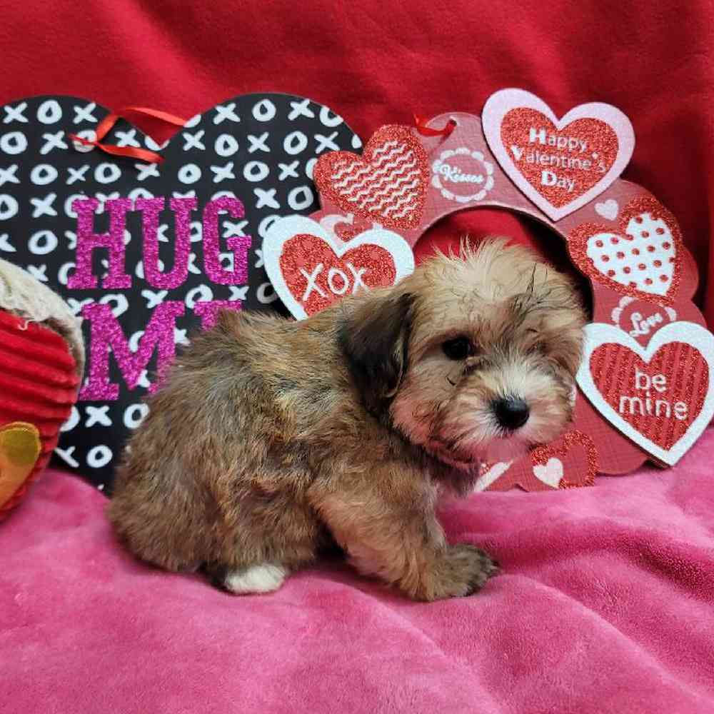 Female Yochon Puppy for Sale in Virginia Beach, VA