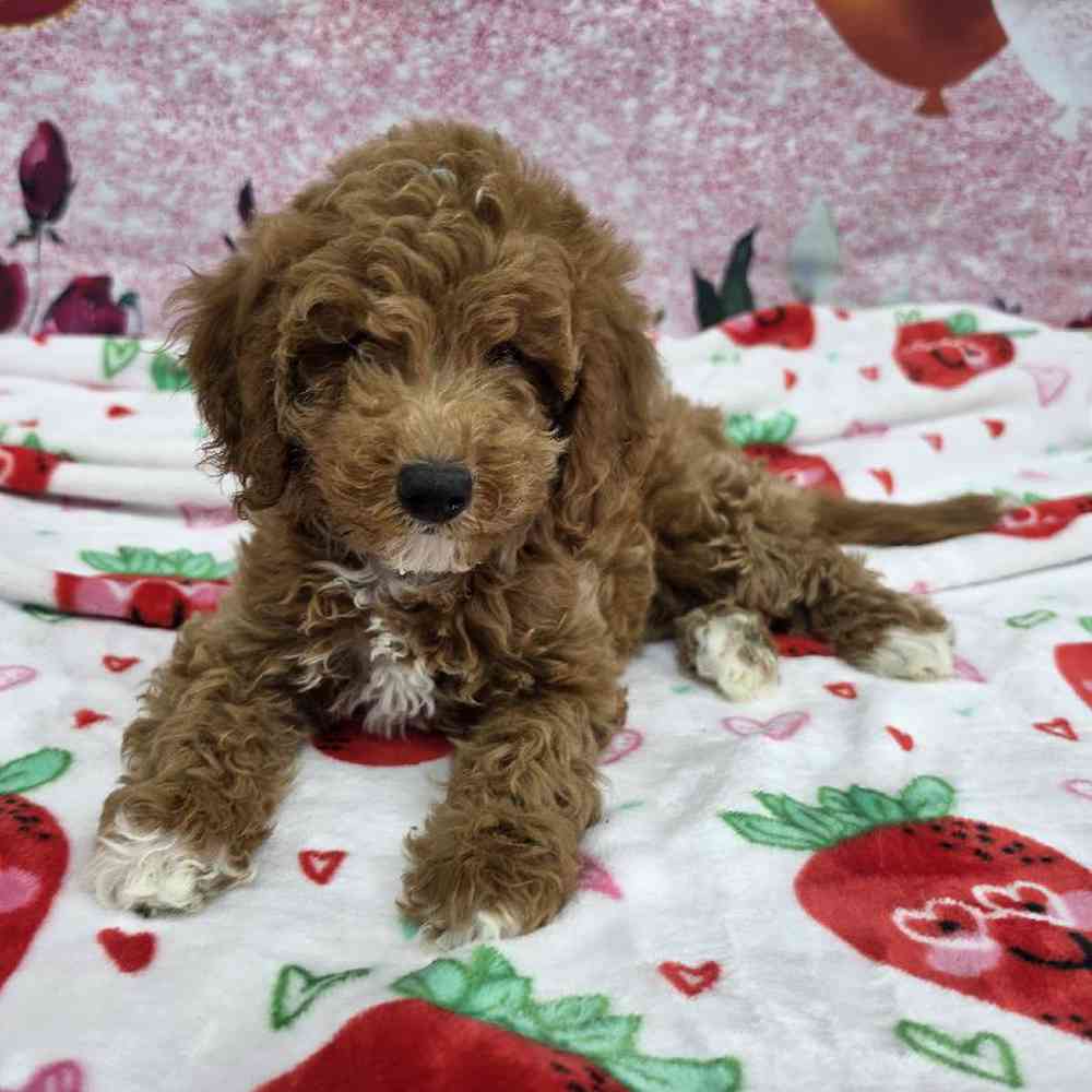 Image of a pet breed in the gallery