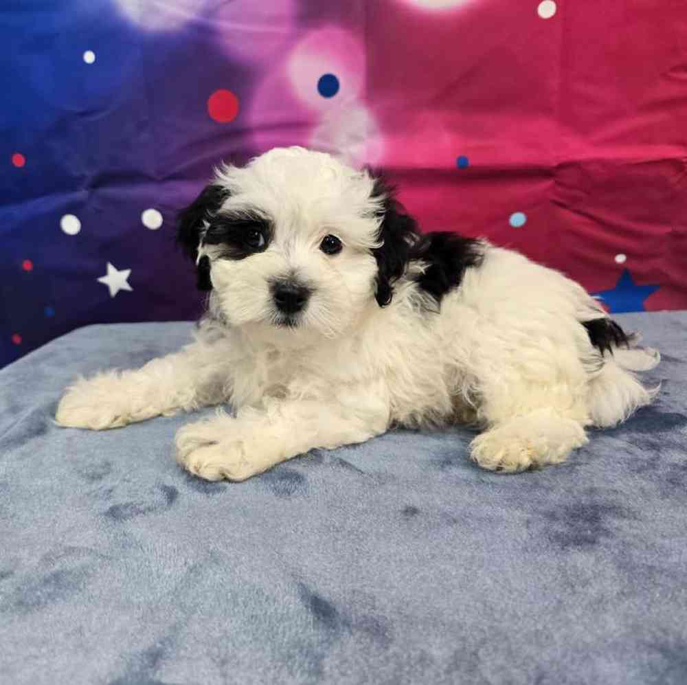 Male Maltipoo Puppy for Sale in Virginia Beach, VA