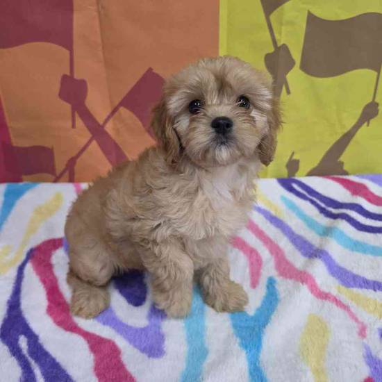 Cavapoo
