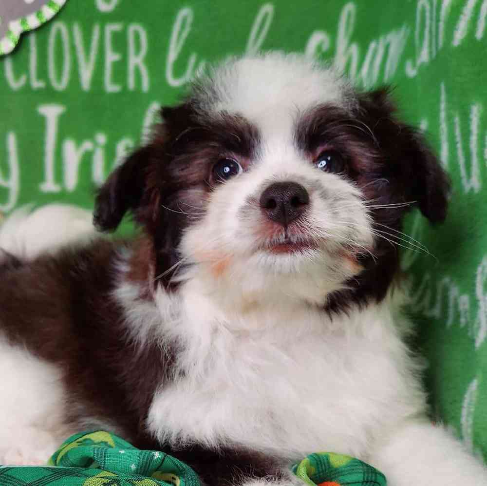 Male Papipoo Puppy for sale