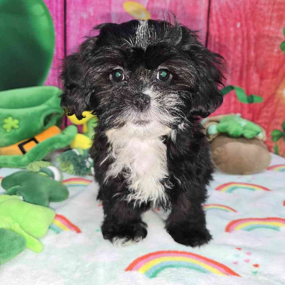 Female Shipoo Puppy for Sale in Virginia Beach, VA