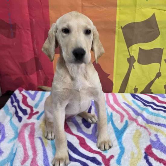 Labrador Retriever