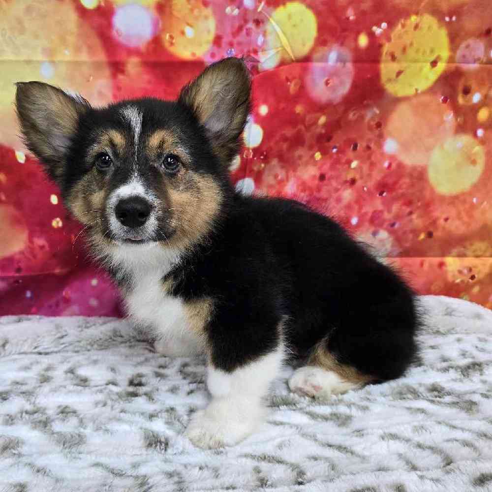 Male Pembroke Welsh Corgi Puppy for Sale in Virginia Beach, VA