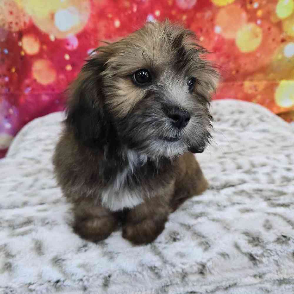 Male La-Chon Puppy for Sale in Virginia Beach, VA