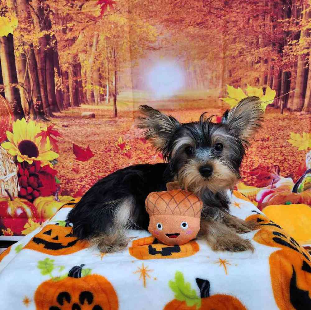 Male Yorkie Puppy for Sale in Virginia Beach, VA