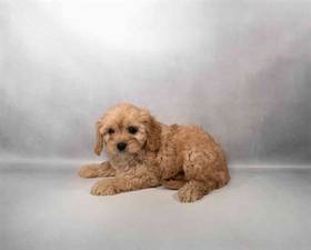Cavapoo