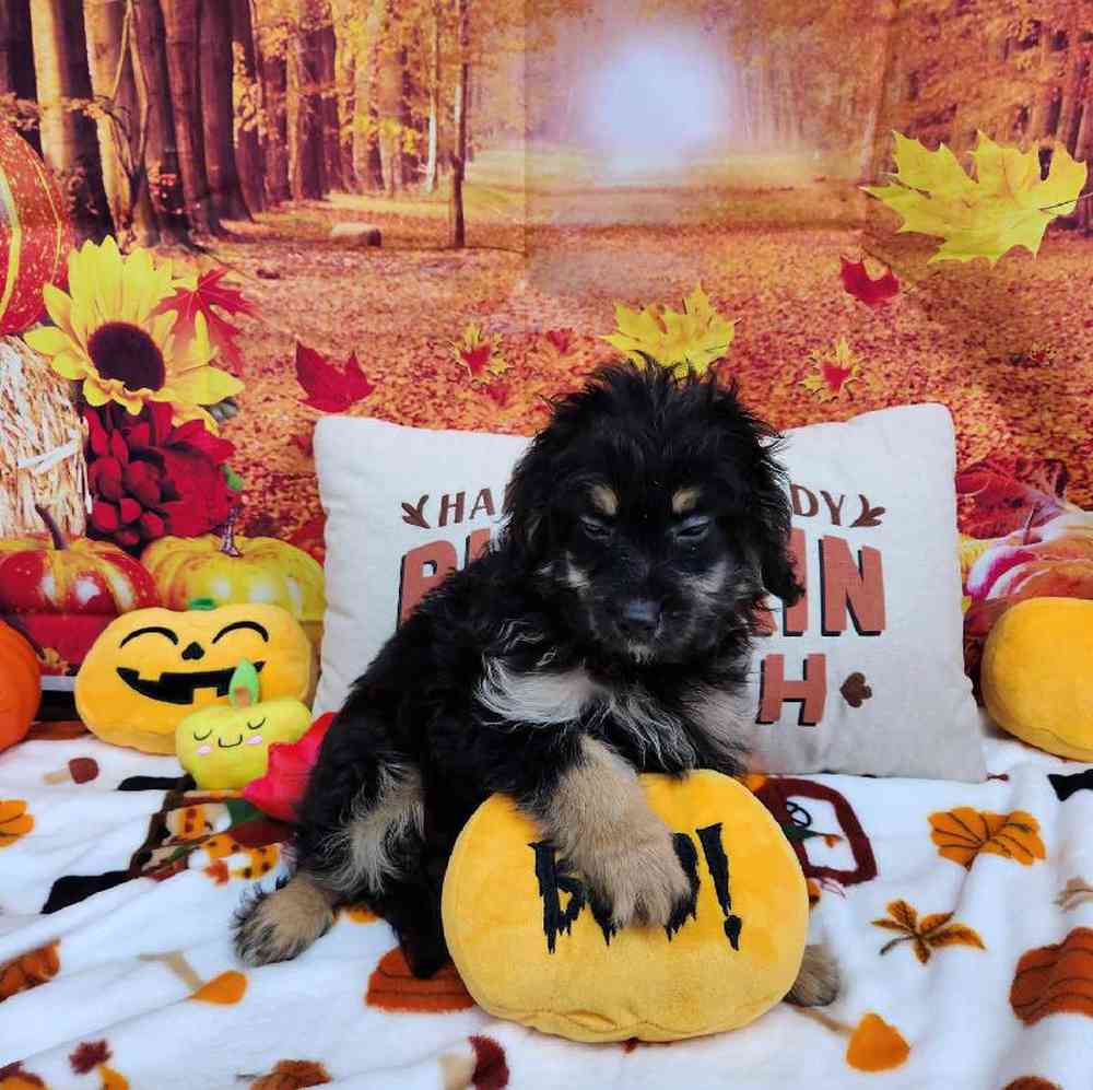 Male Mini Bernadoodle Puppy for Sale in Virginia Beach, VA
