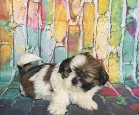Shih Tzu