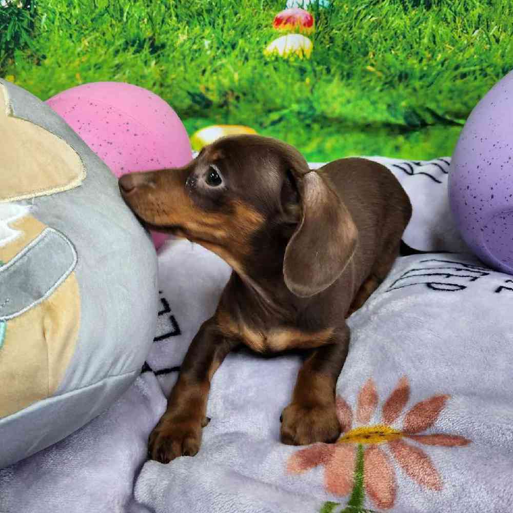 Male Dachshund Puppy for Sale in Virginia Beach, VA