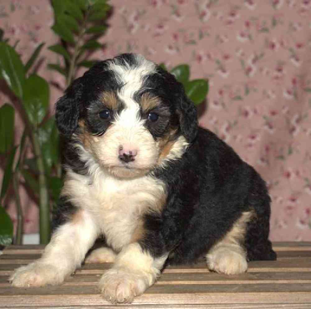 Female Mini Bernadoodle Puppy for Sale in Virginia Beach, VA