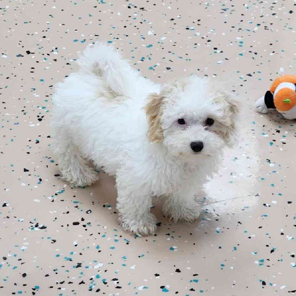 Female Bichonpoo Puppy for Sale in Virginia Beach, VA