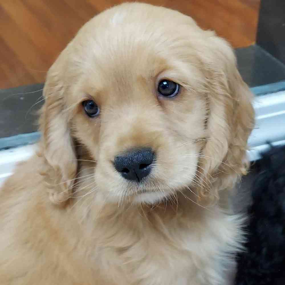 Female Comfort Retriever Puppy for sale