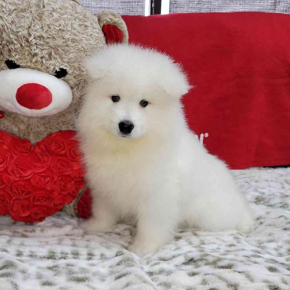 Male Samoyed Puppy for Sale in Virginia Beach, VA