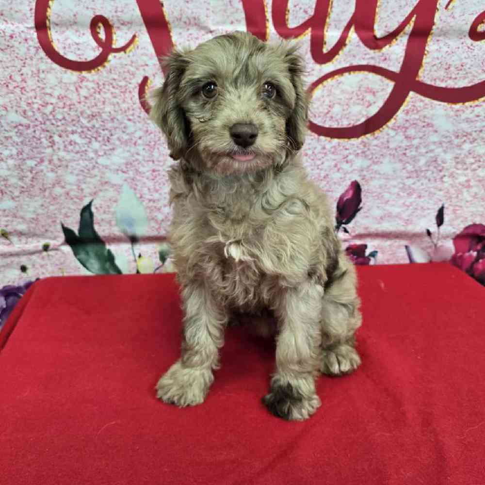 Female Havapoo Puppy for Sale in Virginia Beach, VA