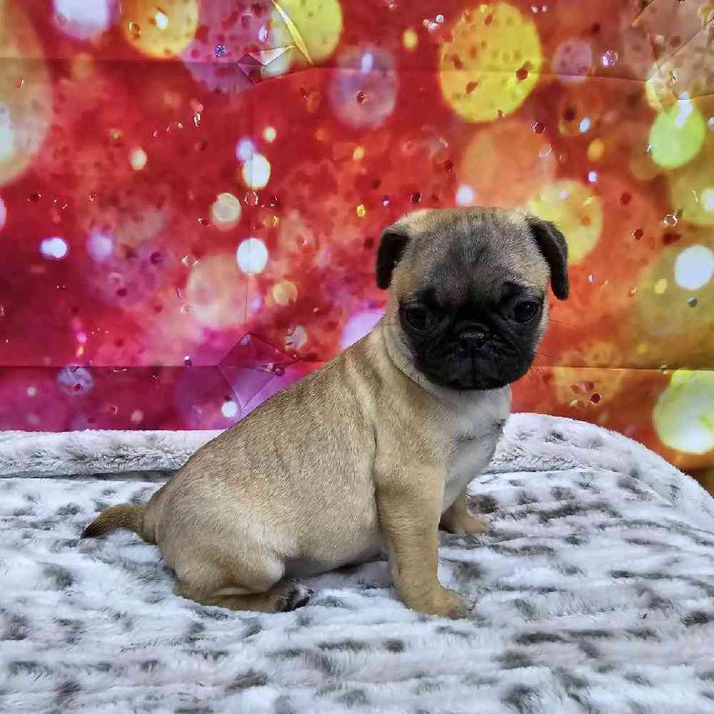 Female Pug Puppy for Sale in Virginia Beach, VA