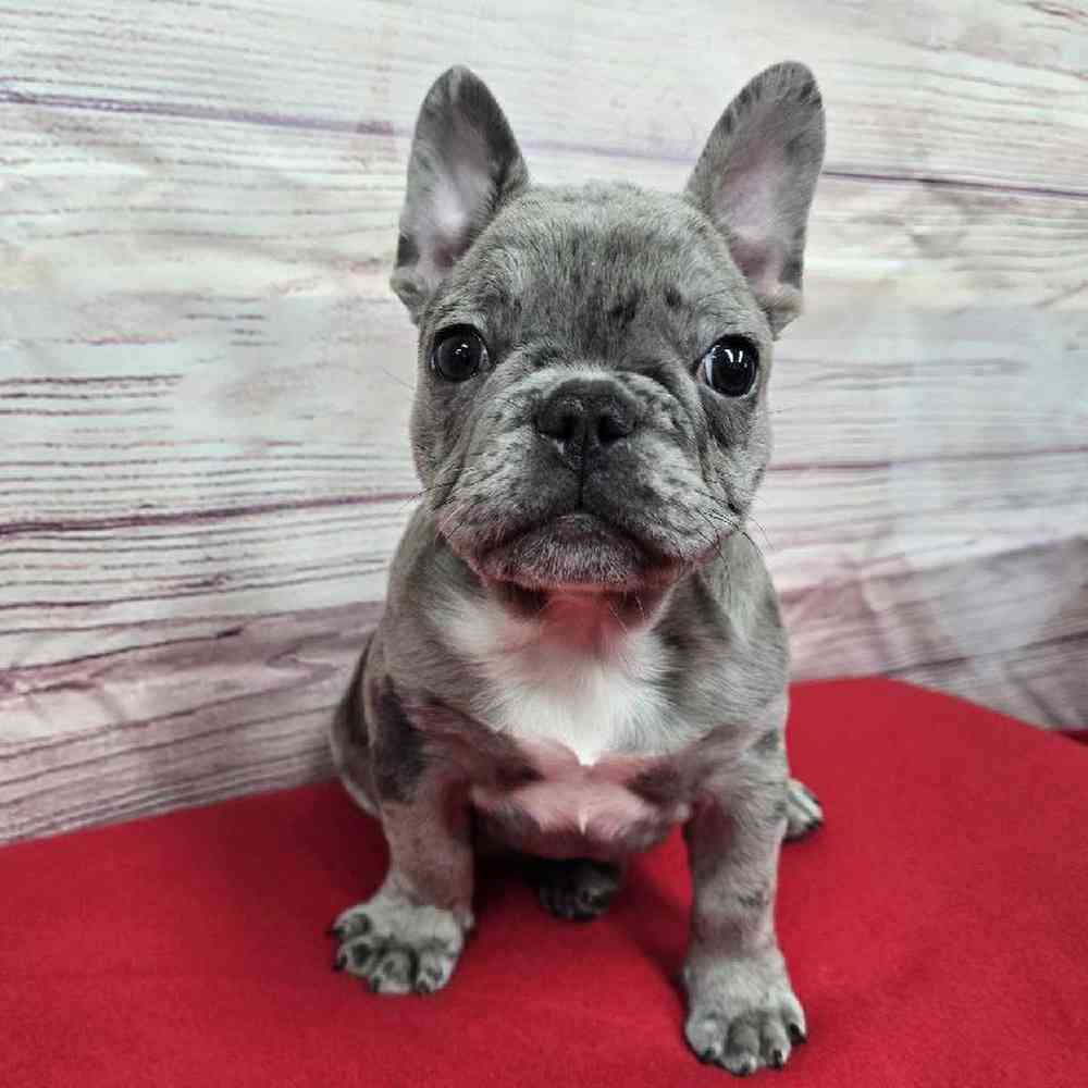 Male French Bulldog Puppy for Sale in Virginia Beach, VA