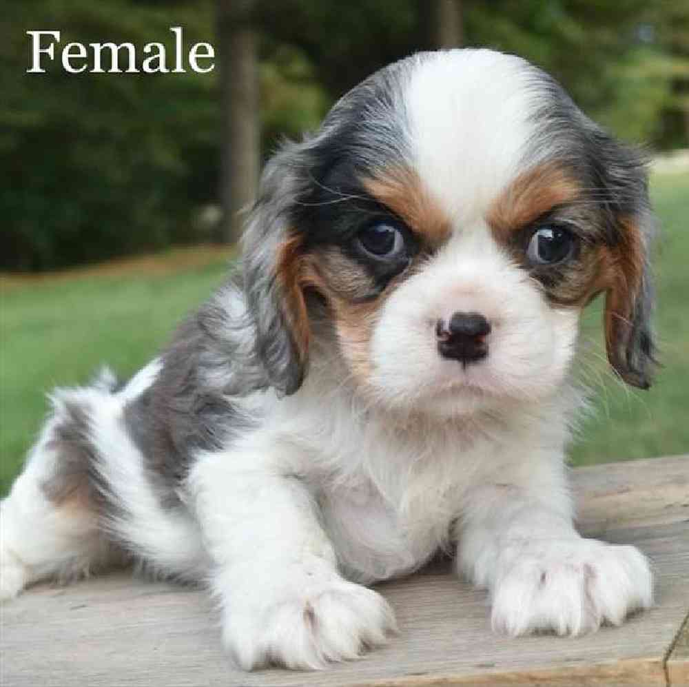Female Cavalier King Charles Spaniel Puppy for sale