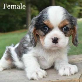 Cavalier King Charles Spaniel