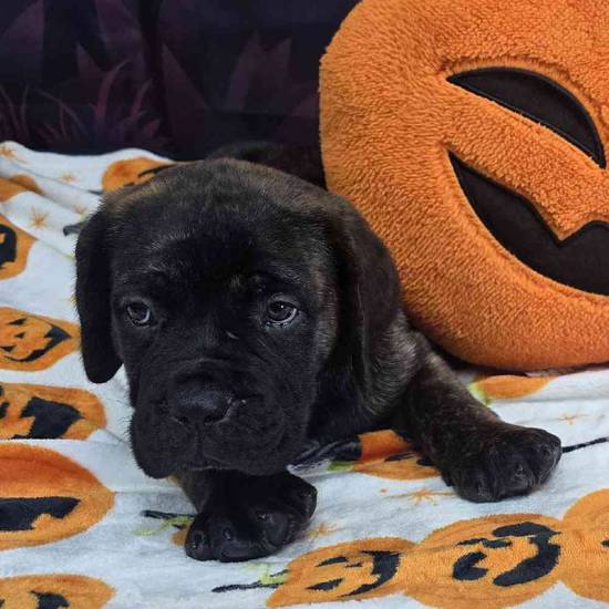 Cane Corso