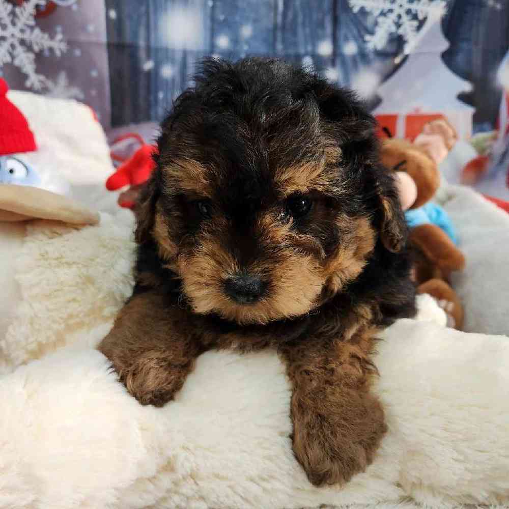 Male Yorkie-Poo Puppy for Sale in Virginia Beach, VA